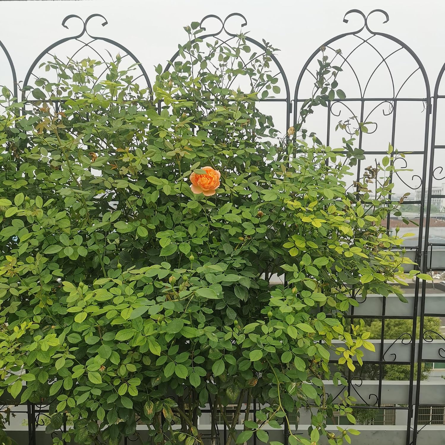 4 Pack 71'x80' Metal Garden Trellis with Galvanized Tube,Vines Plant Rose Vegetable Support,w/Pre-Cut and Pre-drilled Holes,Large Decorative Outdoor,for Backyard,Farm,Black